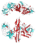 200px-botulinum_toxin_3bta