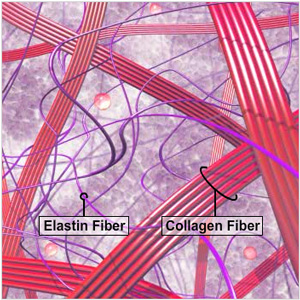 elastin-collagen