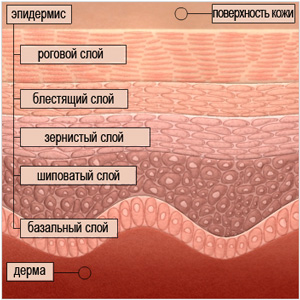 epidermis