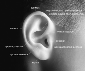 ear-anatomy