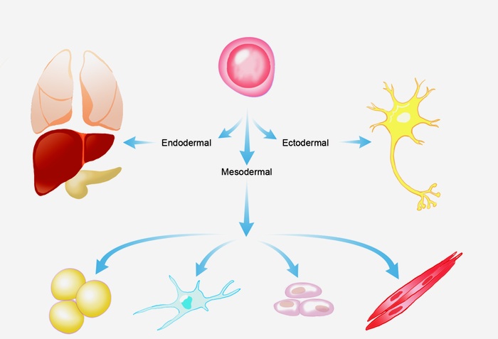 differentiation-of-stem-cell